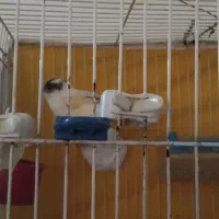 قناری نر ریزه خوان