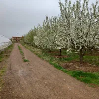 یک هکتار باغ همراه گلخانه با چاه عمیق اب|فروش دفتر صنعتی، کشاورزی، تجاری|شهریار, شهریار|دیوار