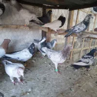 کبوتر بوم|پرنده|چناران, |دیوار