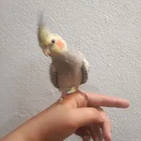 عروس هلندی گمشده خیابان فاطمه زهرا کوثر۴|حیوانات|اسلامشهر, مطهری|دیوار