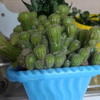 کاکتوس|گل و گیاه طبیعی|کرج, حیدرآباد|دیوار