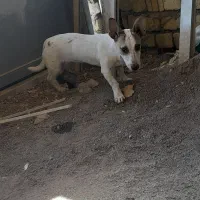پیدا شده