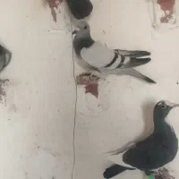 نر سبز کلاغ|پرنده|راور, |دیوار