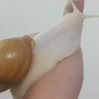 حلزون آچاتینا ۱۸ سانتی متر