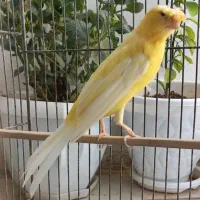 قناری نر سوپری چتری قد و قواره دار بخون جوان|پرنده|گلستان (تهران), |دیوار