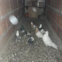 کبوتر|پرنده|شیروان (خراسان), |دیوار