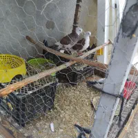 کفترمعاوضه بایک جفت مرغ عشق ماده