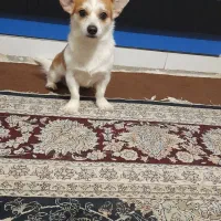 سگ اشپیتز روباهی