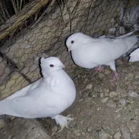 کبوتر