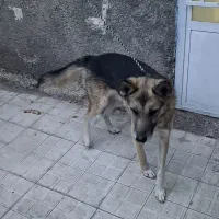 فروشی|سگ|چناران, |دیوار