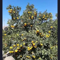 فروش عمده پرتغال تامسون