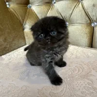 بچه گربه پرشین خاص