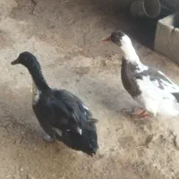 دو اردک یک نر یک ماده      دانه ای 600تومان|پرنده|گتوند, |دیوار