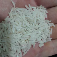 برنج شیرودی