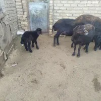 میش‌بره‌دار