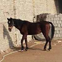 یک اسب آروم