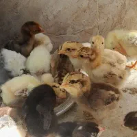 جوجه و مرغ و خروس لاری بوقلمون|حیوانات مزرعه|زابل, |دیوار