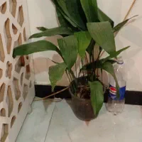 ح ر ا ج|حراج|خرمآباد, |دیوار