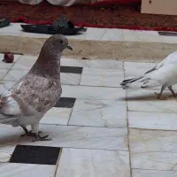 کفتر پرشی جوجه گرو|پرنده|قم, هفت تیر|دیوار