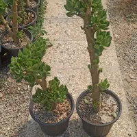 یشم و خرفه تنه دار