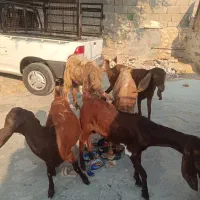 بز دسته جمعی|حیوانات مزرعه|بندر دیر, |دیوار