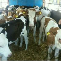 فروش انواع گوساله های نروماده