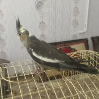 جوجه عروس هلندی