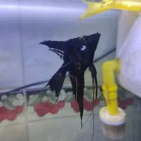 ماهی انجل سفید مشکی و بلک|ماهی|نهاوند, |دیوار