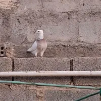 طوقی|پرنده|بندر ماهشهر, |دیوار