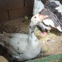 غاز|حیوانات مزرعه|ایذه, |دیوار