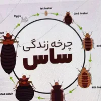سمپاشی باضمانت کتبی سمپاشی ساس سوسک و..|خدمات نظافت|قم, باجک یک|دیوار