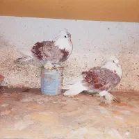 یک جفت کبوتر جکسون فرگوسفندی اصل|پرنده|بابل, |دیوار