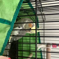 یک جفت عروس هلندی و یک جوجه