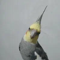 عروس هلندی گمشده