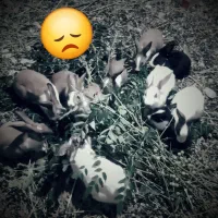 خرگوش فروشی ۱۰عدد