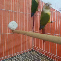 جفت نرو ماده گرینچیک