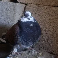 کبوتر طاووسی