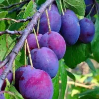 نهالستان عمده نهال صنوبر. گردو و بادام دیر گل|خدمات باغبانی و درختکاری|سمیرم, |دیوار