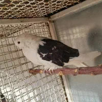 کبوتر هما وپشت سیاه خال زرد|پرنده|کهریزک, |دیوار