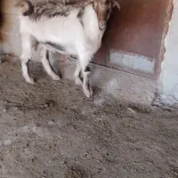 دو بزغاله نر نژاد سه قلو|حیوانات مزرعه|ملکشاهی, |دیوار