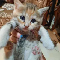 واگذاری گربه|گربه|اندیشه, شهرک کوثر|دیوار