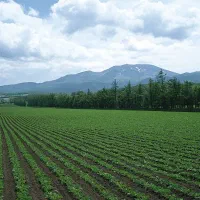 1000مترزمین کشاورزی ۲۰۰ متر فاصله تا بافت مسکونی