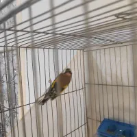 سهره قناری|پرنده|محمدیه-قزوین, |دیوار