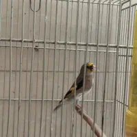 سهره داغسر رسمی دورگ کرمانی|پرنده|ری, شهید غیوری (ابن باویه)|دیوار