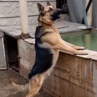 ژرمن ورک نر