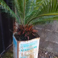 گل و گیاه|گل و گیاه طبیعی|خمام, |دیوار