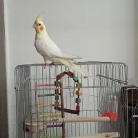 عروس هلندی نر