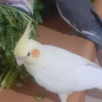 عروس هلندی نر خاکستری کله زرد