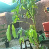 کیف گمشده