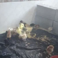 جوجه غازدورگ وقو غاز چینی